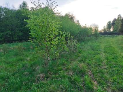 Działka budowlana Krzeszów 38 arów