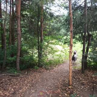 Sobolów, Wola Nieszkowska, działka 0,35ha 3a