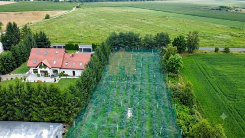 Działka budowlana z plantacją borówek gratis.
