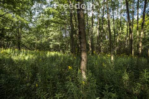 Las na sprzedaż   Rakszawa, 19 ar