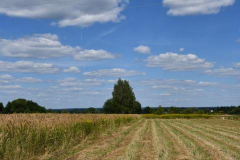 Działka rolna 43a - Strażów