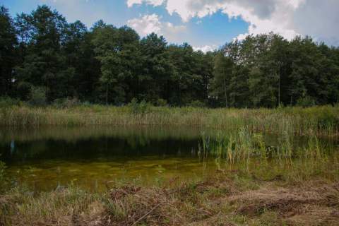 Piękna działka koło lasu z własnym jeziorkiem