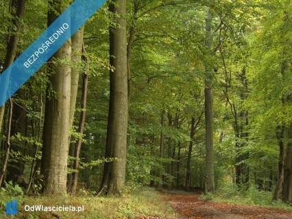 Działki budowlane w lesie nad wodą warmińsko-mazurskie