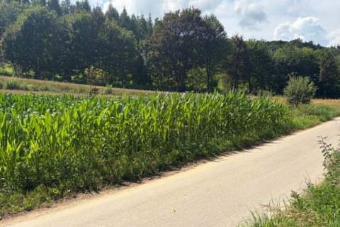 Działka rolna Jaksice Gmina Miechów