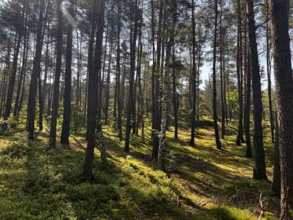 Leśna działka na Wydmach Międzyborowskich 2221 m2 - bez prowizji