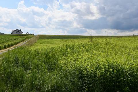 Działka inwestycyjna 81.7a w Krasne
