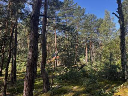 Leśna działka na Wydmach Międzyborowskich 2221 m2 - bez prowizji