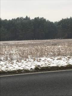 Działka rolna o powierzchni 9800m2, gm. Ceków Kol.