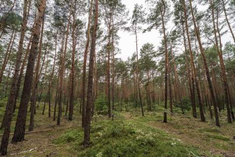 Działka budowlana na Wydmach 2221 m2 - bez prowizji Rezerwacja