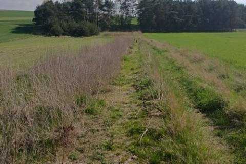 Teren inwestycyjny 9538 m2 z WZ - Borki Jędrzejów