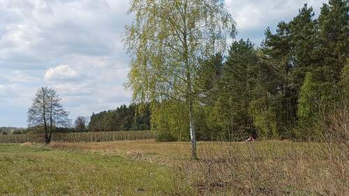 Działki budowlane pod lasem gmina Warka , Borowe