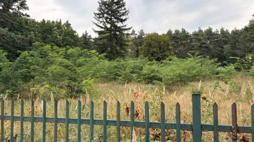 Pruszewiec, koło Tuczna - bajeczna działka w lesie