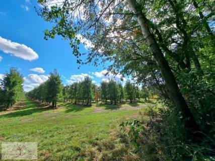 Działka na sprzedaż, 68500 m2, Rawa Mazowiecka