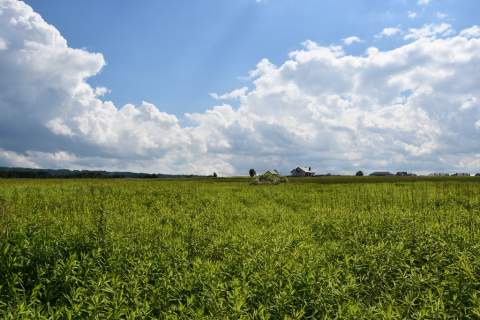 Działka inwestycyjna 81.7a w Krasne