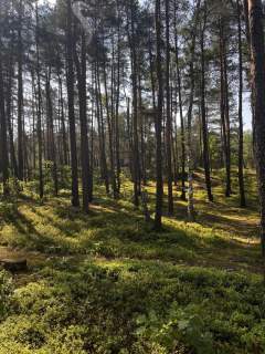 Leśna działka na Wydmach Międzyborowskich 2221 m2 - bez prowizji