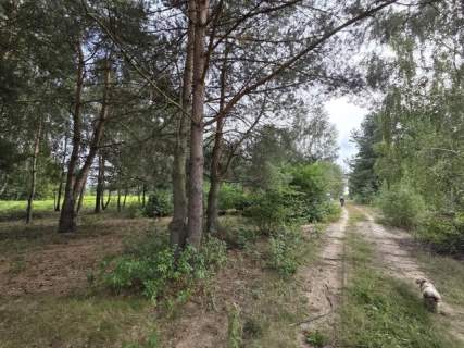 Piękna z drzewami, prądem, wodą i MPZP