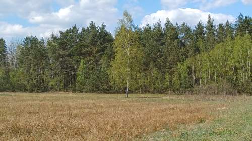 Działki budowlane pod lasem gmina Warka , Borowe
