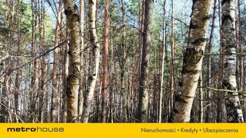 Na sprzedaż działki leśne - Żmijewo Ponki