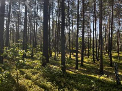 Leśna działka na Wydmach Międzyborowskich 2221 m2 - bez prowizji