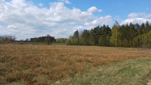 Działki budowlane pod lasem gmina Warka , Borowe
