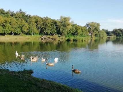 Działka o pow. 4,6 ha w Klementowicach gm. Kurów.