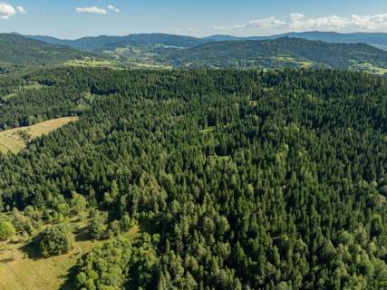 Działka leśna 20 700 m Kasina Wielka