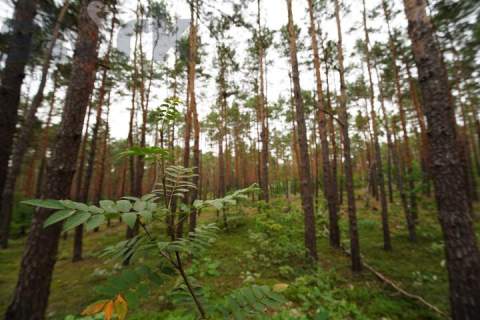Działka budowlana na Wydmach 2221 m2 - bez prowizji Rezerwacja