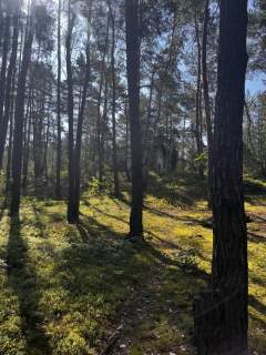 Leśna działka na Wydmach Międzyborowskich 2221 m2 - bez prowizji