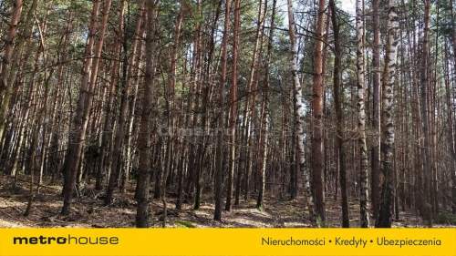 Na sprzedaż działki leśne - Żmijewo Ponki