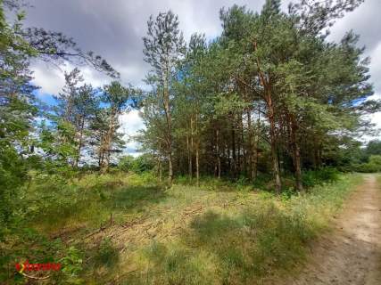 Sąsieczno działka budowlana 1069 m2 spokojna okolica z lasem