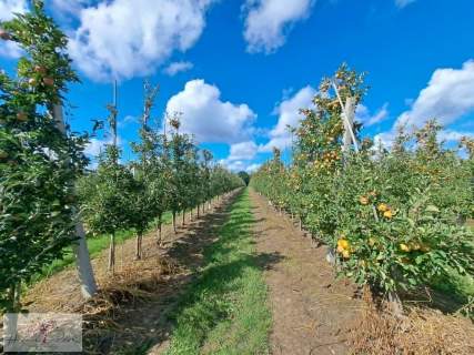 Działka na sprzedaż, 68500 m2, Rawa Mazowiecka