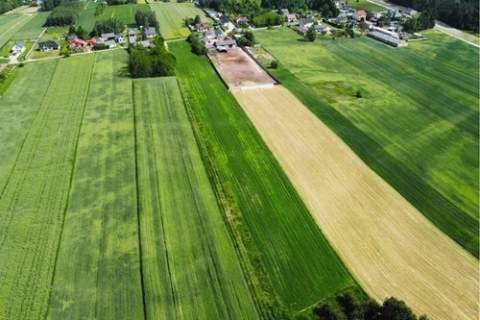 Teren inwestycyjny 9538 m2 z WZ - Borki Jędrzejów