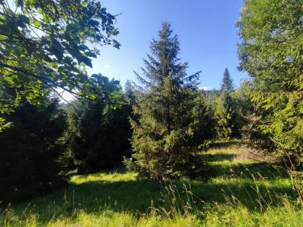 6245 m w Złatnej przestrzeń, las, góry i potencjał.