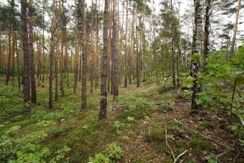 Działka budowlana na Wydmach 2221 m2 - bez prowizji Rezerwacja
