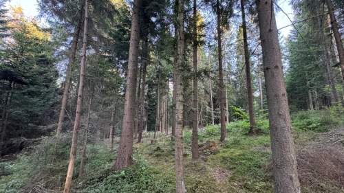 Działka leśna 20 700 m Kasina Wielka