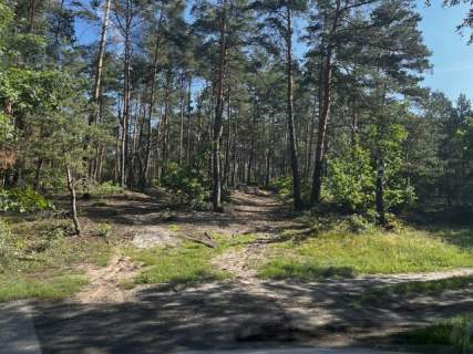 Leśna działka na Wydmach Międzyborowskich 2221 m2 - bez prowizji