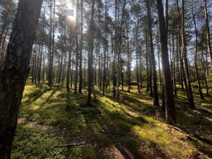 Leśna działka na Wydmach Międzyborowskich 2221 m2 - bez prowizji