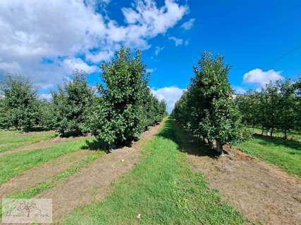 Działka na sprzedaż, 68500 m2, Rawa Mazowiecka