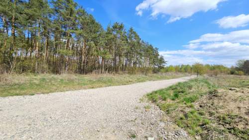 Działka wśród lasu Cisza, natura, MPZP Żółwin