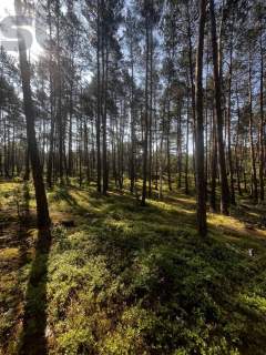 Leśna działka na Wydmach Międzyborowskich 2221 m2 - bez prowizji
