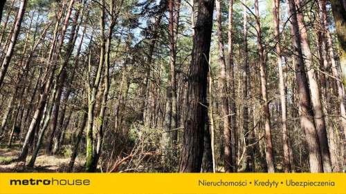 Na sprzedaż działki leśne - Żmijewo Ponki