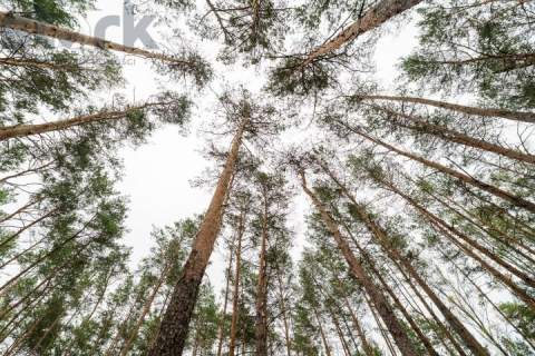 Działka budowlana na Wydmach 2221 m2 - bez prowizji Rezerwacja