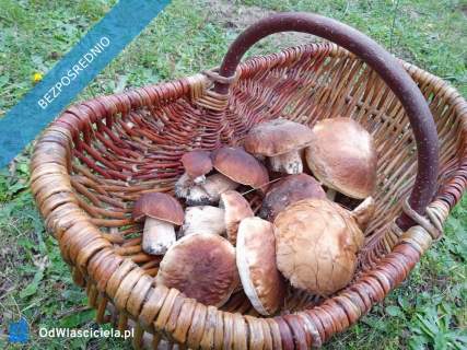 Działkę rolno-budowlaną w Bysławiu w Borach Tucholskich sprzedam