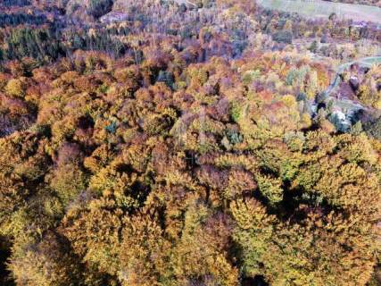 NA SPRZEDAŻ LAS BUKOWY 68,58 AR - GLINIK ŚREDNI, DOGODNY DOJAZD