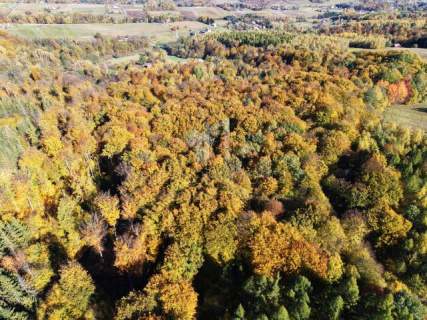 NA SPRZEDAŻ LAS BUKOWY 68,58 AR - GLINIK ŚREDNI, DOGODNY DOJAZD
