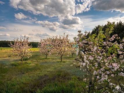 Pięknie położona działka budowlana aż 1,5 ha z linią brzegową...