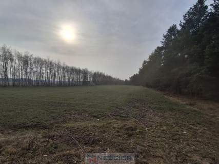 Dwie działki budowlane po 1000 m w Boroszkowie