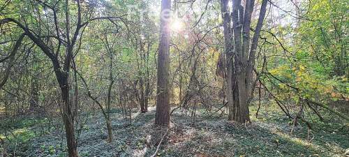 Działki rolne i leśne bory na sprzedaż - Rudniki