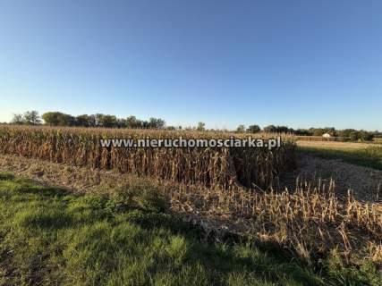Działka rolna 45 arów Buków