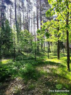 Działka 990 m2 w Sajenku, Augustów